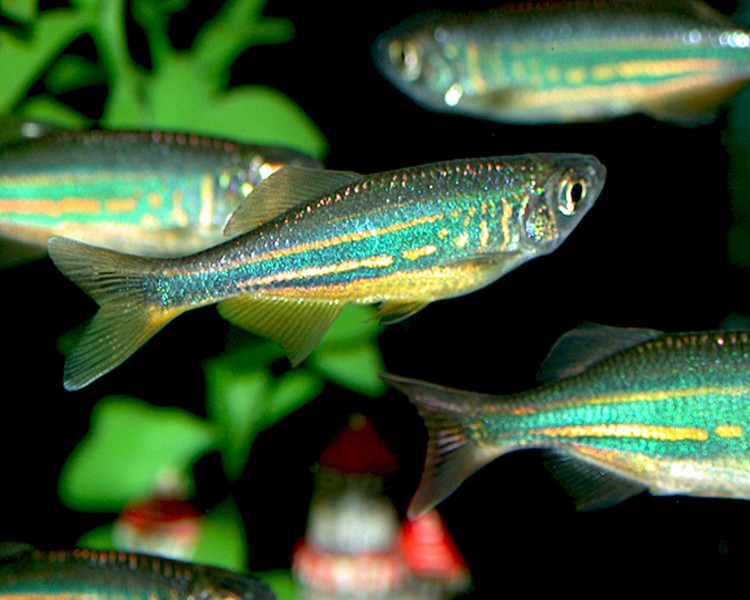 Giant Danio ~ 3cm - 3.5cm